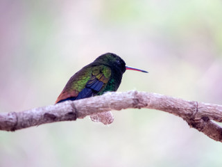 hummingbird in tree