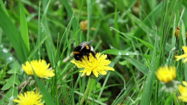 Bee Bumblebee flying slow motion