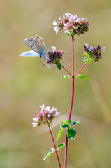 Butterfly on flower