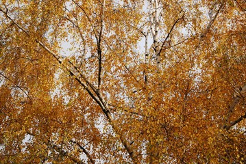 Golden Autumnal Impressions from Airport Berlin Tempelhof (Closed on October 30, 2008) of November 11, 2012, Germany