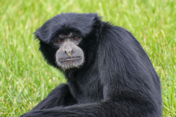 Fototapeta premium Siamang Gibbon (Hylobates syndactylus) portrait