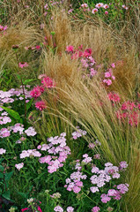 Colourful Mixed planting in a gravel garden with flowers and grasses © Garden Guru