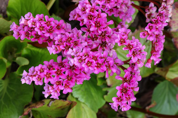 Lila Blüten der Bergenie,  Bergenia cultivars 