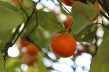 Scene of orange tangerine on a green branch of a tree. It is possible to use in web-design, calendars, posters. Horizontal photo.