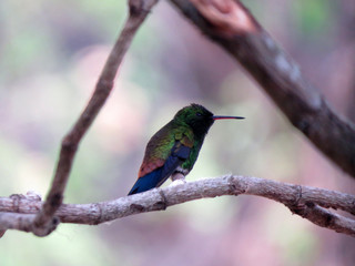 hummingbird in tree
