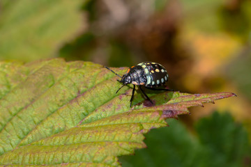 Larve der grünen Reiswanze, Nezara viridula, 