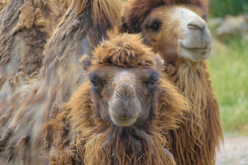 Fototapeta premium Bactrian camel (Camelus bactrianus) portrait
