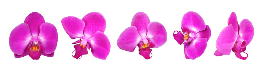 Array of orchid flowers. Selection of orchids, isolated on white background