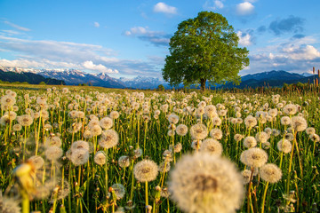 Allgäu - Frühling - Weite - Panorama - Pusteblumen
