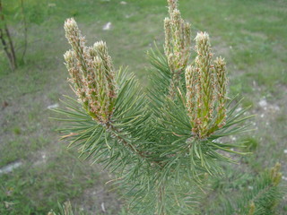 Pine branches, cones and new shoots.