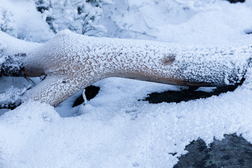 Frozen snow in tree branch