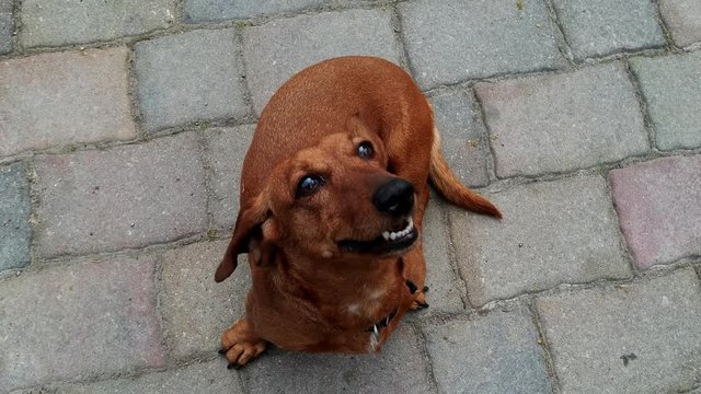 Healthy dachshund rolling over inviting people to rub its belly