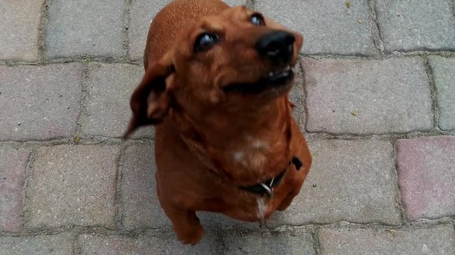 Brown Dachshund sitting and then standing up on its hindlegs point of view shot