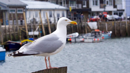 Seagull perched on the quay side, Cornish Harbour