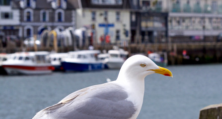 Obraz premium Seagull perched on the quay side, Cornish Harbour, UK