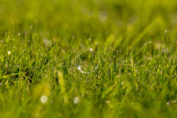 a single bubble suspended in the blades of green grass