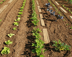 Rangs de légumes dans un potager