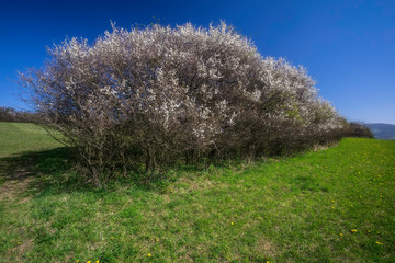 Spring flowering shrubs