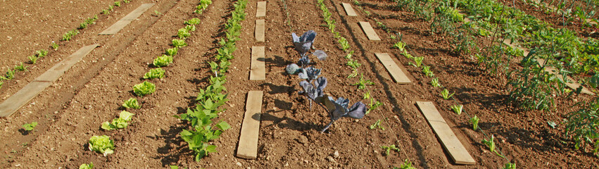 Rangs de légumes dans un potager