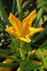 Fleur de courgette