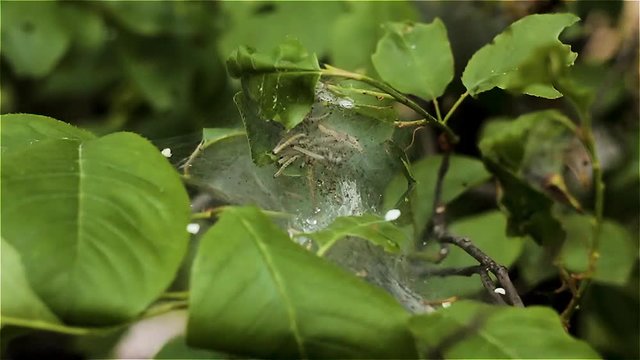 A colony of yellow, black dotted caterpillars crawling in a white silk nest on a green plant covered in frass. Filmed in summer afternoon.