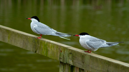 Close up of Artic Tern Perched on Bridge