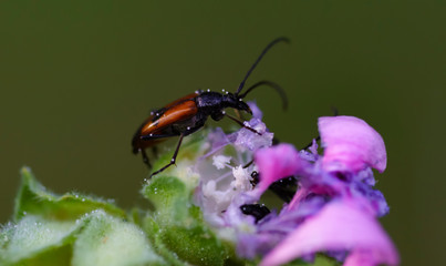 Close-up of a beetle crawling along a purple flower