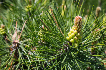 Close-up of green pine cone