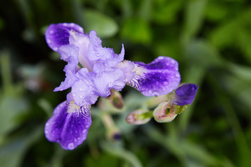 Close-up of a flower of bearded iris (Iris germanica) with rain drops . Beautiful colorful flowers with dew in the morning in the garden