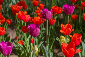 Obraz premium meadow with beautiful tulips in spring illuminated by the sun.