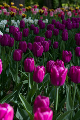 glade covered with many violet pink tulips