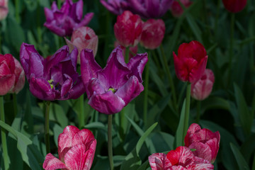 Fototapeta na wymiar meadow with beautiful tulips in spring illuminated by the sun.