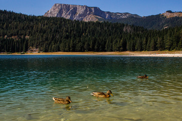 Fototapeta na wymiar Paradise views of the national park Durmitor in Montenegro. Turquoise water of the lake; pine forest and mountains. Stunning background with nature and ducks