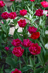 glade covered with many violet pink tulips