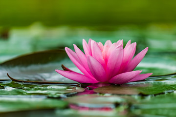 Pink water lily in a pond