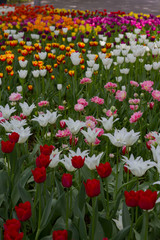 field with large bright multicolored tulips lit by the sun.