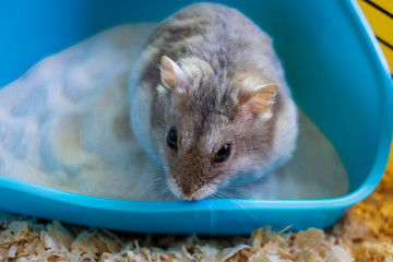 Fototapeta na wymiar Hamster inside his cage sitting in his sandbox