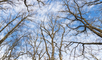 Arboles Robles Rectos desde Abajo
