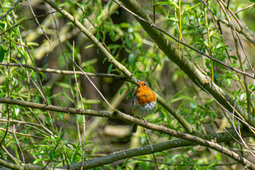 European Robin (Erithacus rubecula) perched on a tree branch in spring