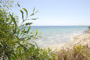 beach and trees