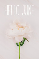 Hello June message with pink peony flower