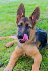 german shepherd puppy