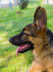 german shepherd puppy