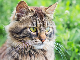 Naklejka na ściany i meble Portrait of a close-up of a young, striped, fluffy cat on a green background_