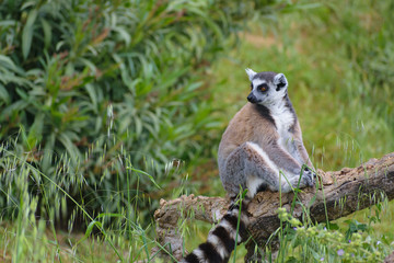 Ring tailed lemur (Lemur catta)