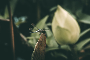 dragonfly on a lotus