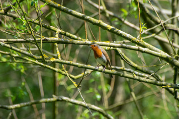European Robin (Erithacus rubecula) perched on a tree branch in spring