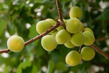 apricot tree close up