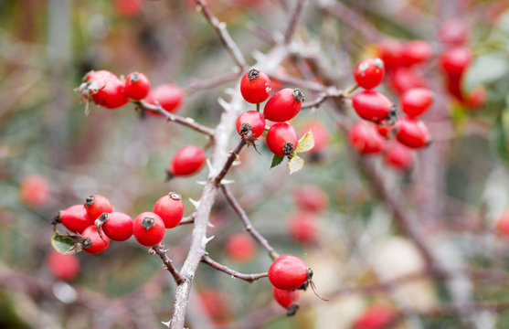 Red rose hips on a bare branch in the fall_