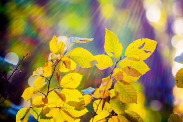 Obraz premium The bright colorful sunlight illuminates the golden autumn leaves_